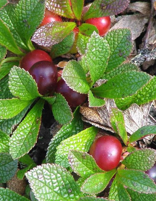 Arctostaphylos alpinus (4)